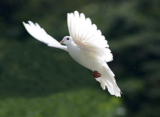 holy ghost dove