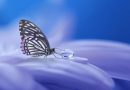 Motýlia terapia